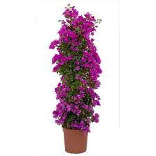 Bougainvillea Alexandra , Purple Paper Flower 80cm/110cm
